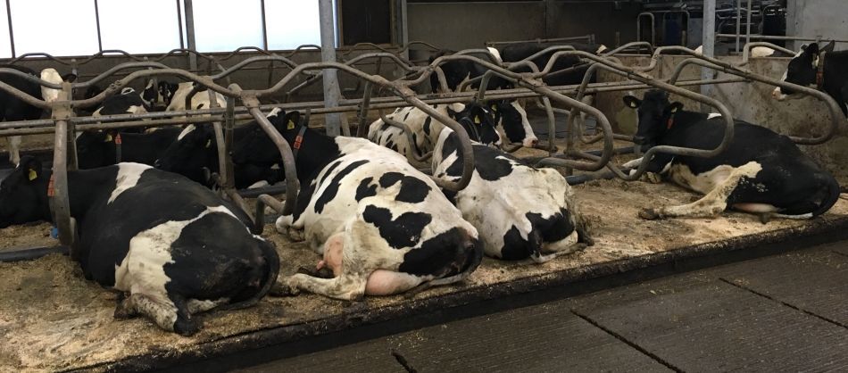 Waterbedden bij melkveehouder Douwe Maat